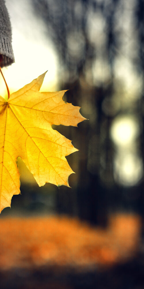 Leaf in the hand of person walking in the fall woods.